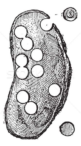 River Mussel or Unio sp., vintage engraving Stock photo © Morphart