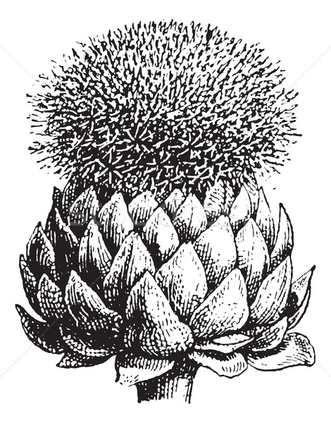 Fig.17.  Atichoke or Globe Artichoke, vintage engraving. Stock photo © Morphart