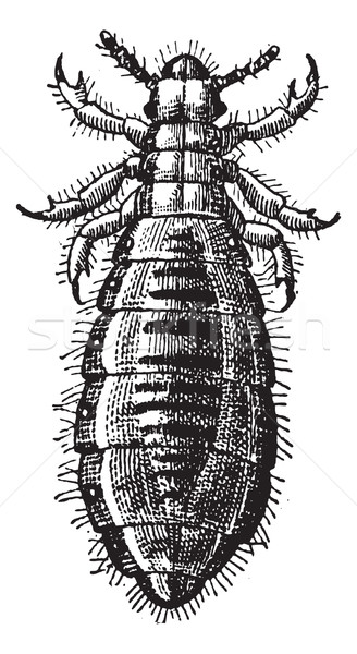 Fig 17. Louse Diptera, vintage engraving. Stock photo © Morphart