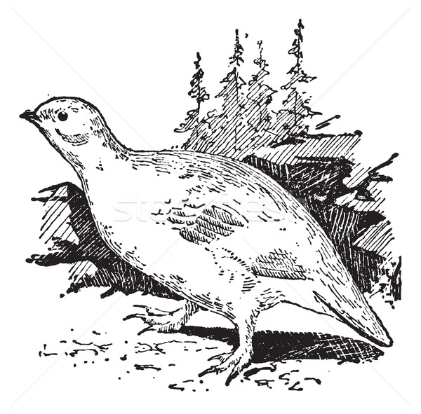 Ptarmigan bird, vintage engraving. Stock photo © Morphart