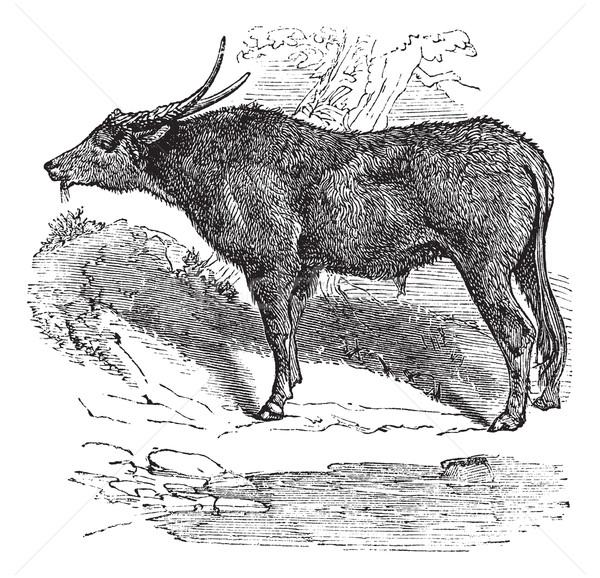 Water buffalo or Bubalus bubalis, buffalo, Indian, vintage engra Stock photo © Morphart