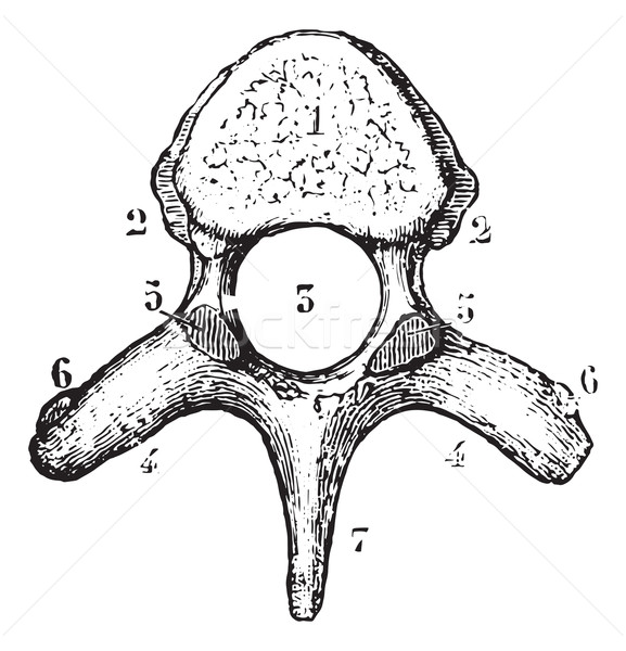 Thoracic vertebrae or Dorsal vertebrae, upper side view, vintage Stock photo © Morphart