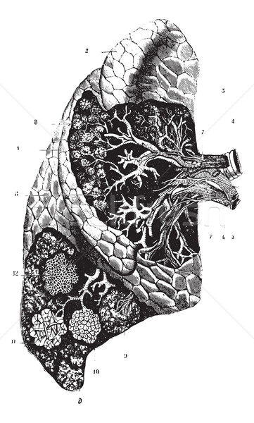 Confirmación interno organización estructura pulmón vintage Foto stock © Morphart