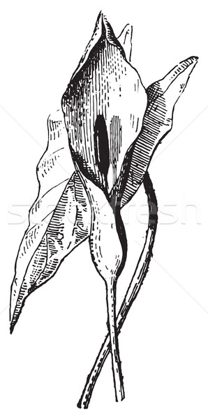 Arum speckled or Arum maculatum, vintage engraving. Stock photo © Morphart