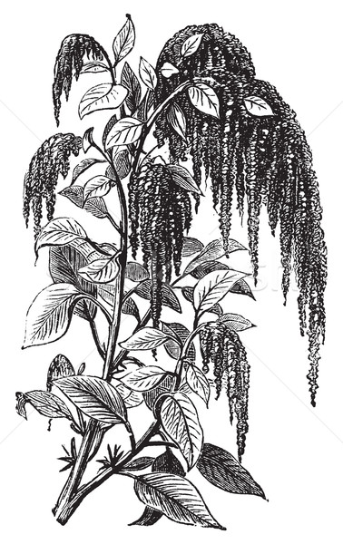 Foxtail amaranth or Amaranthus caudatus vintage engraving. Stock photo © Morphart
