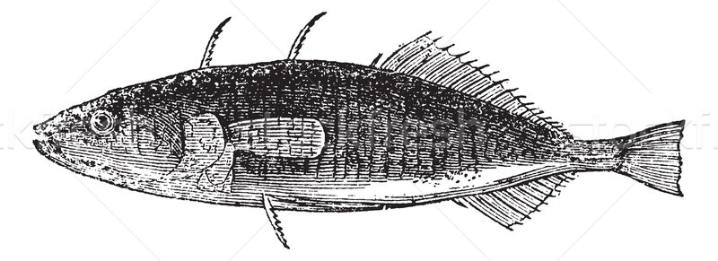 Three-spined Stickleback or Gasterosteus aculeatus, vintage engr Stock photo © Morphart