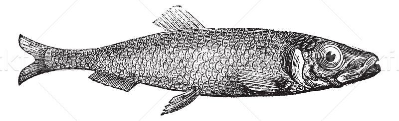 Stock photo: Atlantic herring of Europe (Clupea harengus) vintage engraving