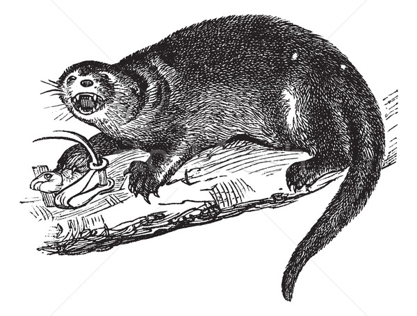 North American river otter or Lontra canadensis vintage engravin Stock photo © Morphart
