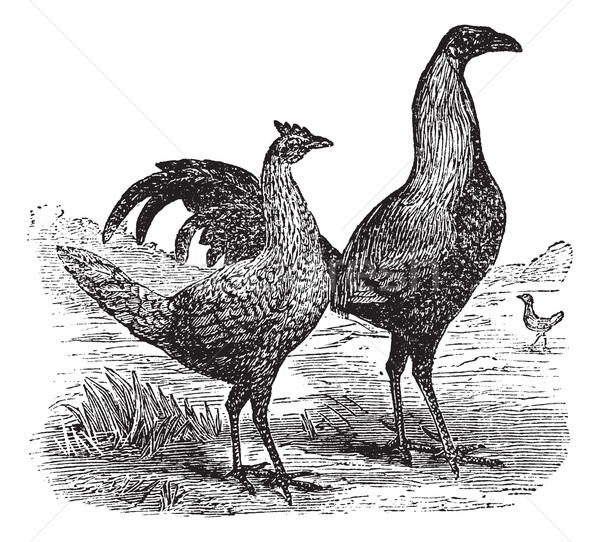 Fighting cock with its hen vintage engraving Stock photo © Morphart
