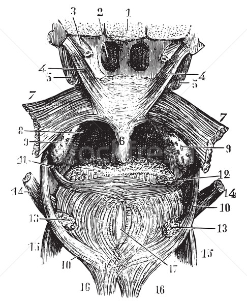 Transverse portion of the tongue, the back of the throat, vintag Stock photo © Morphart