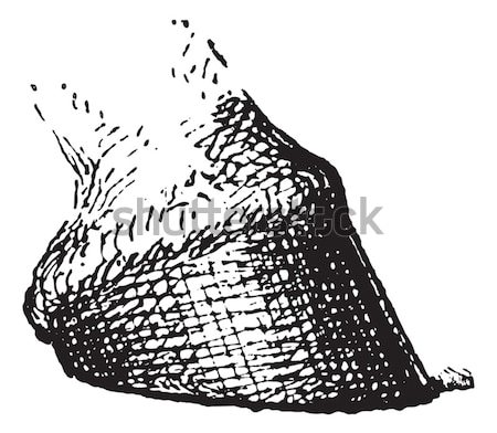 Crude Club Mace, vintage engraving Stock photo © Morphart