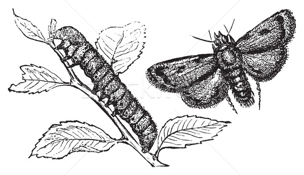Gravure illustrer Caterpillar vintage gravé illustration Photo stock © Morphart