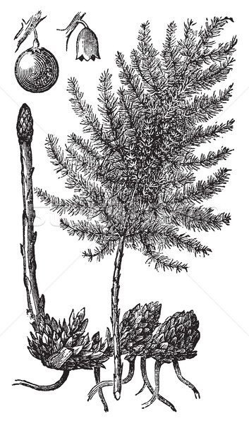 Asparagus or Asparagus officinalis old engraving. Stock photo © Morphart