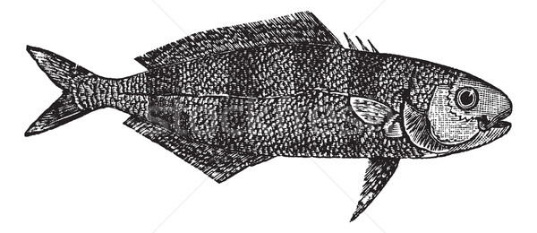Naucrates Ductor or Pilot fish vintage engraving Stock photo © Morphart