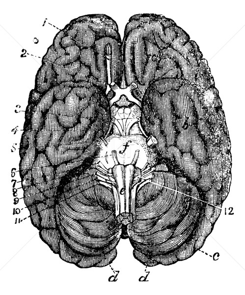 Human brain vintage engraving Stock photo © Morphart