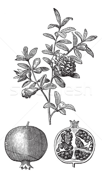 Pomegranate double flowers and fruit vintage engraving Stock photo © Morphart