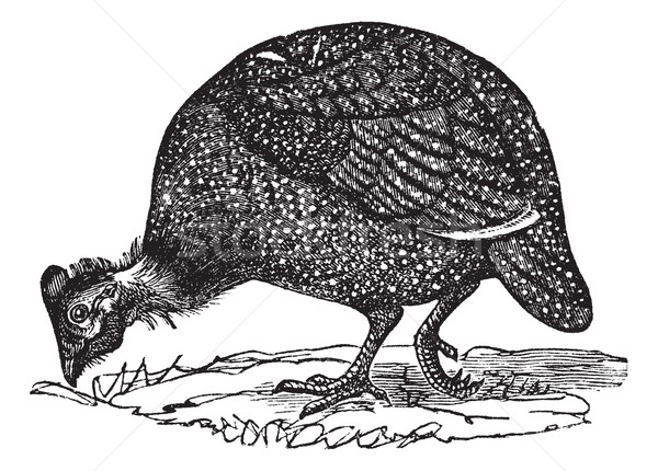 Common guinea fowl (Numida meleagris), vintage engraving. Stock photo © Morphart