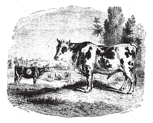 Cows on field, vintage engraving. Stock photo © Morphart