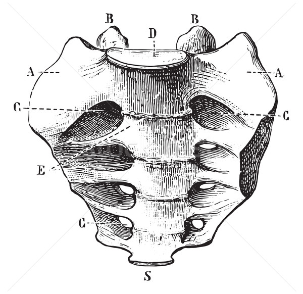 Sacrum seen by its front face, vintage engraving. Stock photo © Morphart