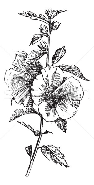 Hibiscus (hisbiscus syriacus), vintage engraving. Stock photo © Morphart