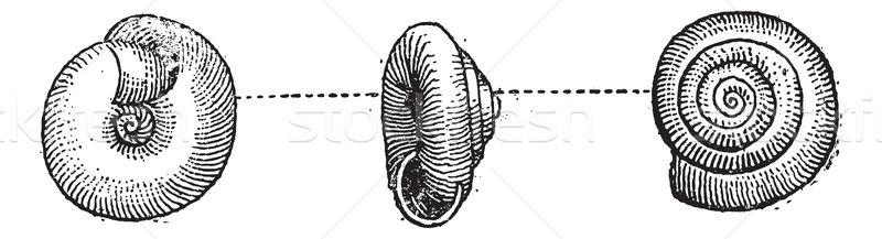 Garden Snail or Helix aspersa, vintage engraving Stock photo © Morphart