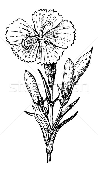 Wild Carnation or Dianthus caryophyllus, vintage engraving Stock photo © Morphart