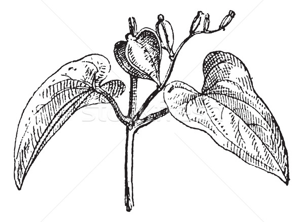 Stock photo: Chinese yam female flower vintage engraving