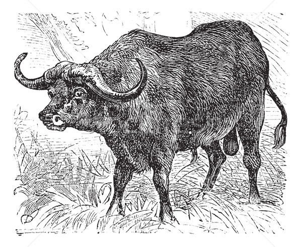 African buffalo or Syncerus caffer, buffalo, vintage engraving. Stock photo © Morphart