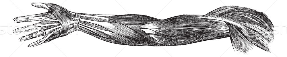 Muschii brat uman mână epocă gravate ilustrare Imagine de stoc © Morphart