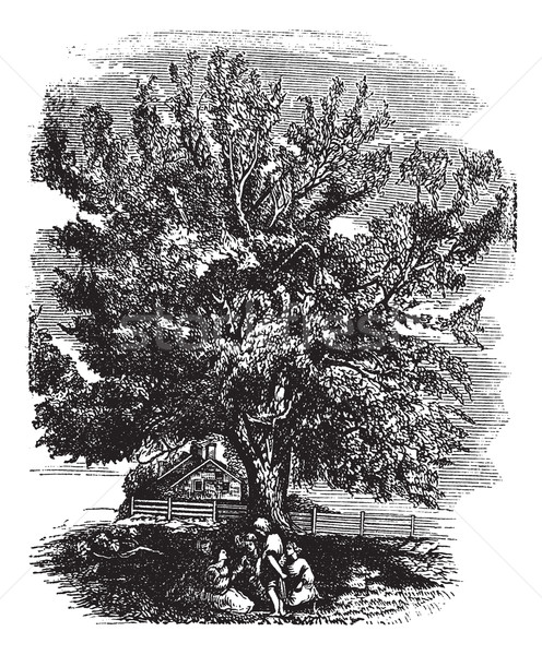 Eastern Black Walnut or Juglans nigra, vintage engraved illustra Stock photo © Morphart