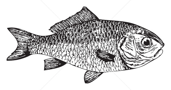 Goldfisch Vektor Illustration alten Gravur Enzyklopädie Stock foto © Morphart