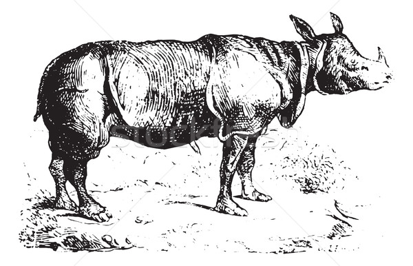 Rhinoceros, vintage engraving. Stock photo © Morphart