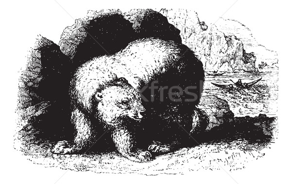 Bear, vintaqe engraving. Stock photo © Morphart