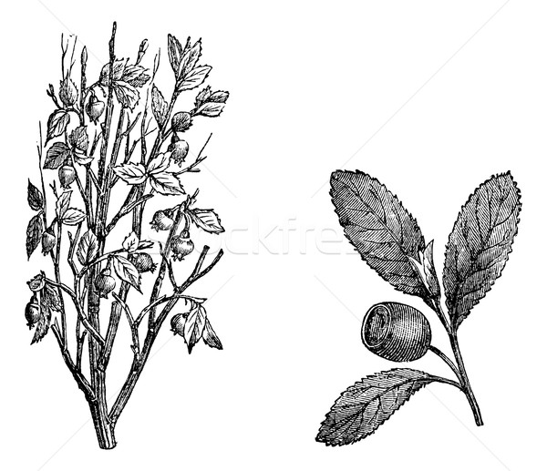 Cranberry branch, Fig.58. Cranberry Fruit, vintage engraving. Stock photo © Morphart