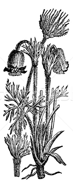 Anemone pulsatilla or Pulsatilla vulgaris, vintage engraving. Stock photo © Morphart