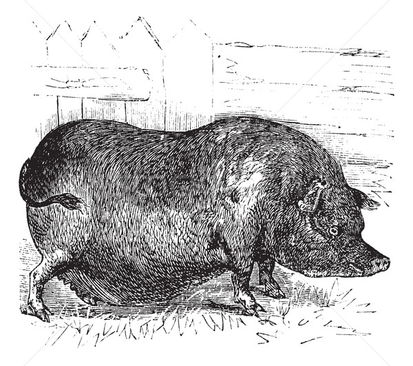 Heude's Pig or Indochinese Warty Pig or Vietnam Warty Pig or Sus Stock photo © Morphart