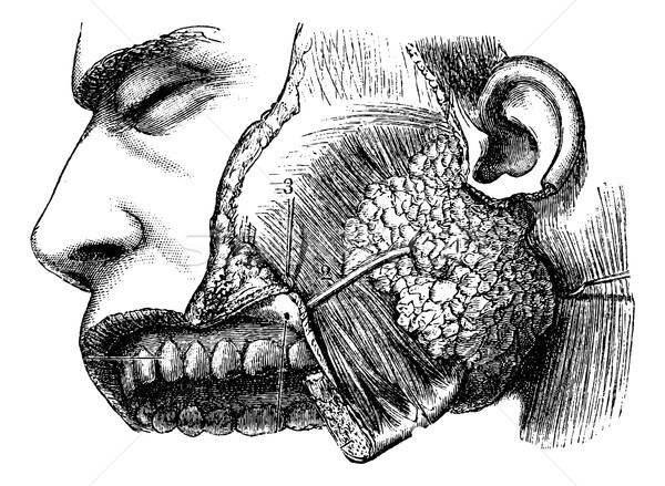 Human Parotid Gland and Sternocleidomastoid Muscle, vintage engr Stock photo © Morphart
