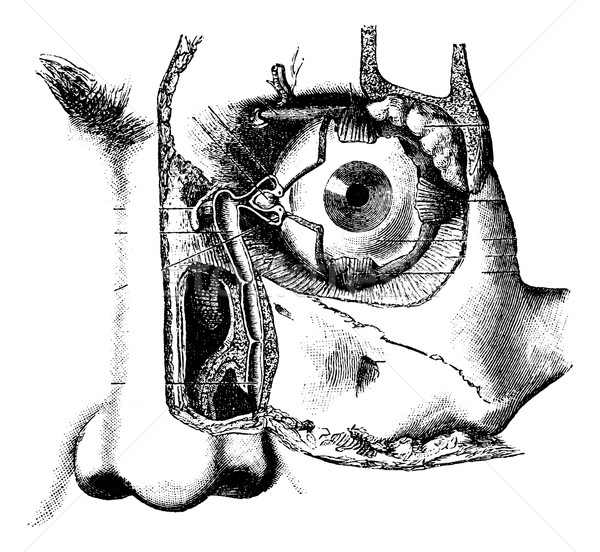 Lacrimal Apparatus, vintage engraving Stock photo © Morphart