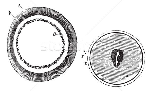 Fig. 953. Training blastoderm, Fig. 954. Onset of embryonic spot Stock photo © Morphart