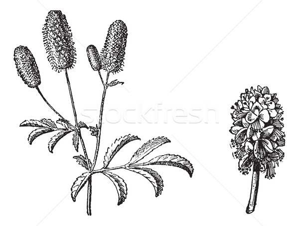 Burnet twig, Burnet flower, vintage engraving. Stock photo © Morphart
