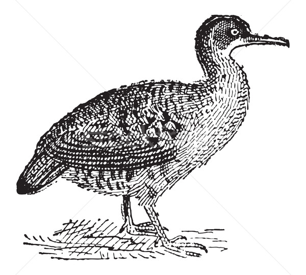 Great Tinamou or Tinamus major, vintage engraving Stock photo © Morphart