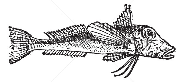 Red mullet or trigle, vintage engraving. Stock photo © Morphart