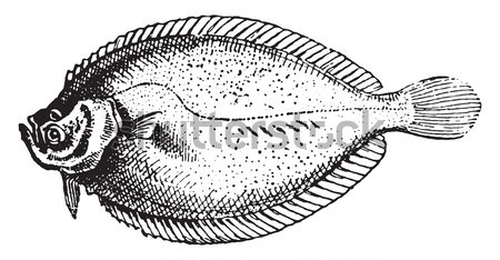 Fins, of Perch or Perca sp., vintage engraving Stock photo © Morphart