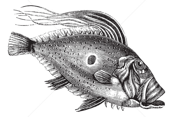 John Dory or Saint Pierre Fish or Saint Peter Fish or Zeus faber Stock photo © Morphart