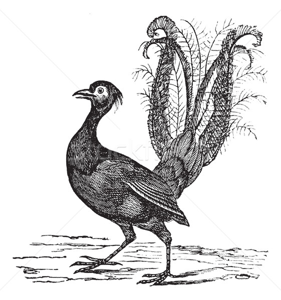 Superb Lyrebird or Menura novaehollandiae vintage engraving Stock photo © Morphart