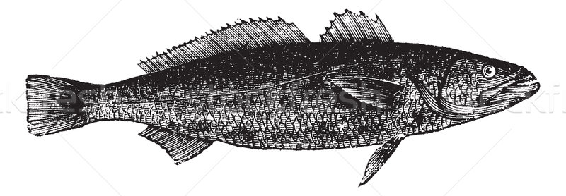 Otholithes ruber or Tiger toothed croaker fish, vintage engravin Stock photo © Morphart