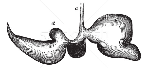 Stomach of a sheep vintage engraving Stock photo © Morphart
