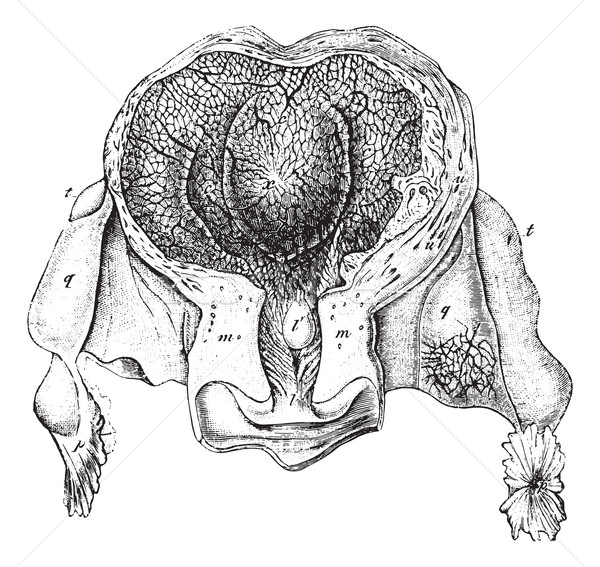Uterus at 20 or 25 days of the state of gestation, vintage engra Stock photo © Morphart