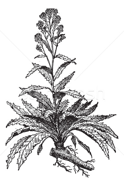 Horseradish or Armoracia rusticana vintage engraving Stock photo © Morphart