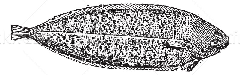 Common sole or Solea solea vintage engraving Stock photo © Morphart
